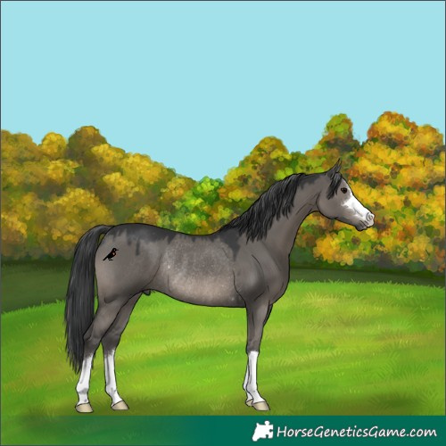 Horse Color:Grullo Rabicano