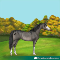 Horse Color:Grullo Rabicano 