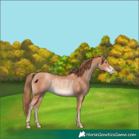 Horse Color:Gold Champagne Appaloosa Rabicano 