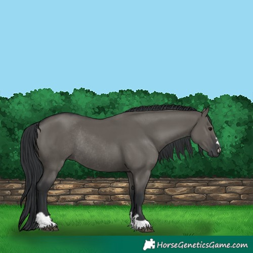 Horse Color:Grullo Rabicano 