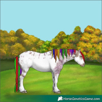 Horse Color:Painted White Spotted Liver Red Dun Ice Frame Appaloosa Rabicano 