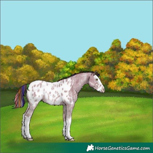 Horse Color:Painted Liver Red Dun Ice Roan Sabino Splash Appaloosa Rabicano 