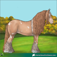 Horse Color:White Spotted Gold Champagne 