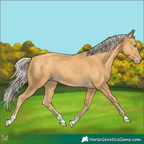 Horse Color:Gold Cream Champagne Tobiano