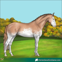 Horse Color:White Spotted Gold Champagne 