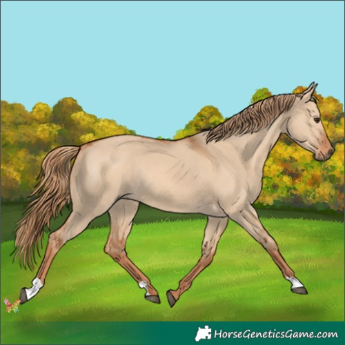 Horse Color:Red Dun Rabicano 