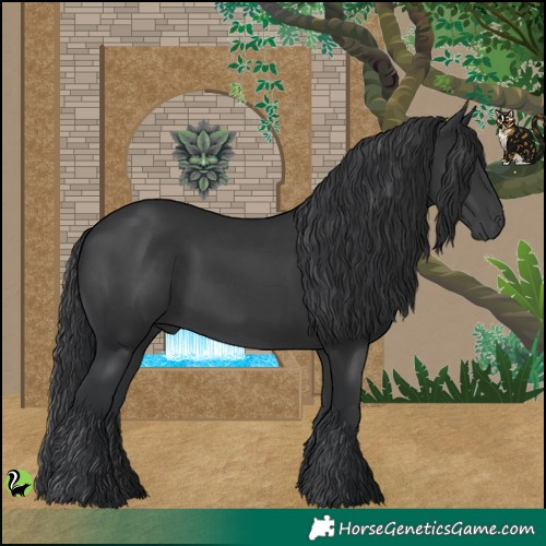Horse Color:Black 