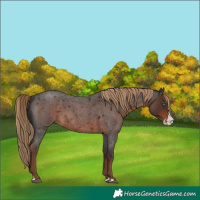 Horse Color:Liver Red Roan Splash