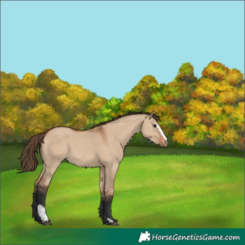 Horse Color:Bay Dun Sabino Appaloosa 