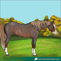 Horse Color:Liver Red Roan Splash