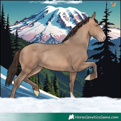 Horse Color:Amber Champagne Rabicano 