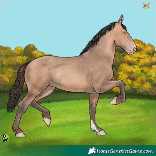 Horse Color:Amber Champagne Rabicano 
