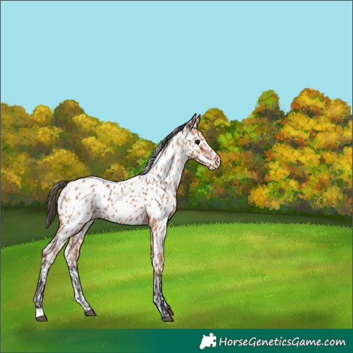 Horse Color:Bay Roan Appaloosa and Bay Roan Appaloosa