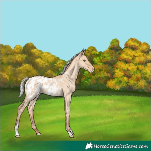Horse Color:Silver Amber Champagne Roan Dun Tobiano Appaloosa Rabicano