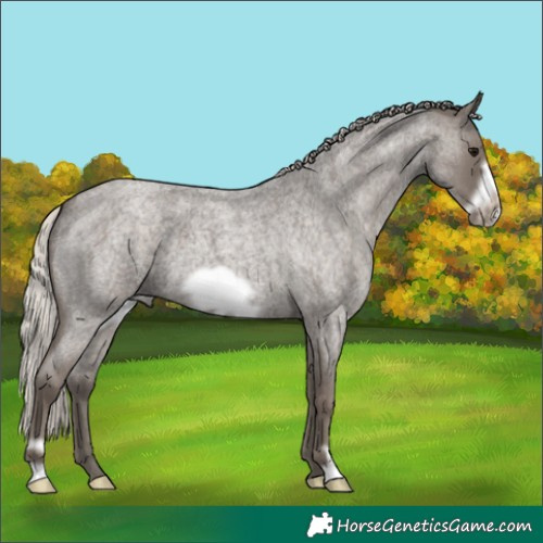 Horse Color:Silver Blue Roan Frame 