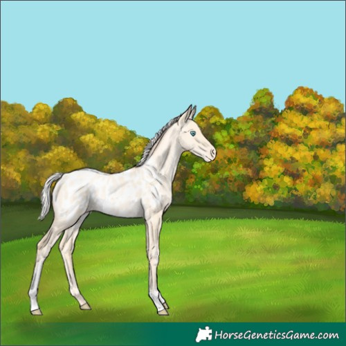 Horse Color:Silver Amber Cream Champagne Pearl Dun Tobiano Appaloosa Rabicano
