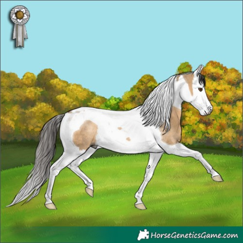 Horse Color:Gray Bay Dun Splash Tobiano Rabicano 