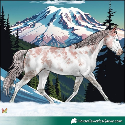 Horse Color:Palomino Pearl Sabino Splash 