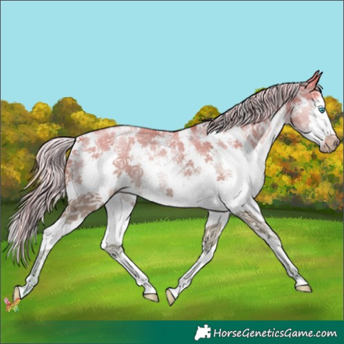Horse Color:Palomino Pearl Sabino Splash 