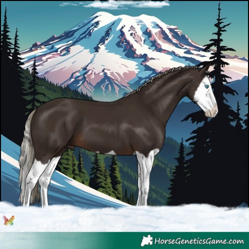 Horse Color:Liver Chestnut Mushroom Splash 