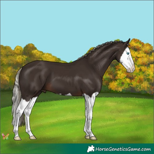 Horse Color:Liver Chestnut Mushroom Splash 