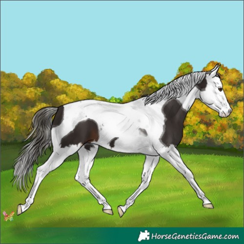 Horse Color:Liver Chestnut Mushroom Splash Tobiano