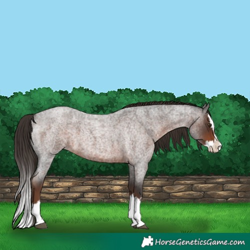 Horse Color:Liver Red Roan Splash 