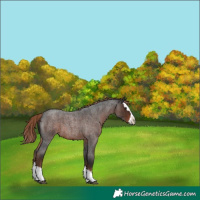 Horse Color:Liver Red Roan Splash 