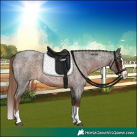 Horse Color:Liver Red Roan Splash 