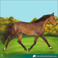 Horse Color:Chocolate Buckskin 