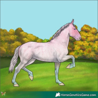 Horse Color:Silver Perlino Roan 