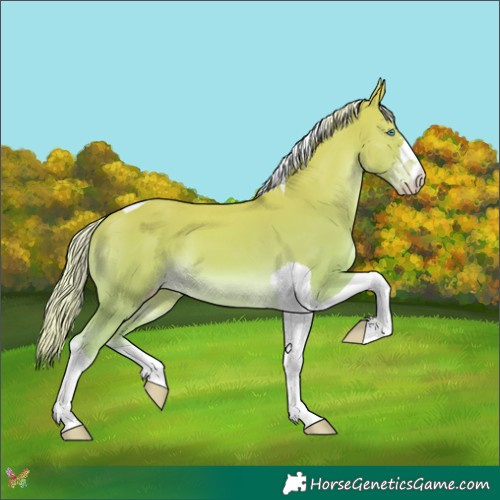Horse Color:Cremello Tobiano