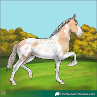 Horse Color:Silver Classic Cream Champagne Pearl Dun Tobiano Frame 
