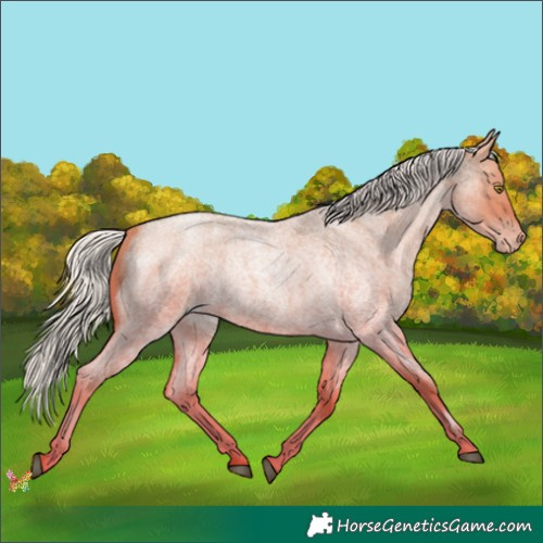 Horse Color:Silver Brown Roan Pearl 