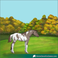 Horse Color:White Spotted Chocolate Grullo Tobiano Appaloosa 
