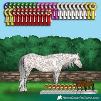 Horse Color:White Spotted Brown Dun Appaloosa 
