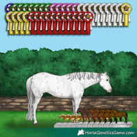 Horse Color:White Spotted Brown Dun Appaloosa 