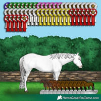 Horse Color:White Spotted Brown Dun Appaloosa 
