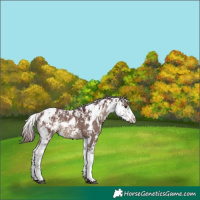Horse Color:Chocolate Brown Dun Sabino 