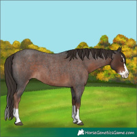 Horse Color:Liver Red Roan Splash 
