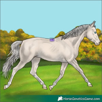 Horse Color:Cremello 