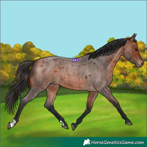 Horse Color:Bay Roan