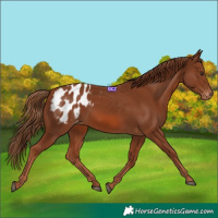 Horse Color:Chestnut Blanket 