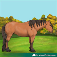 Horse Color:Unknown 