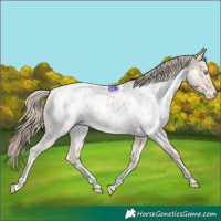 Horse Color:Smoky Creme Appaloosa