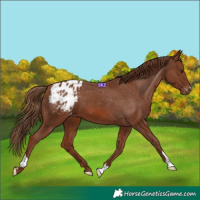 Horse Color:Chestnut Appaloosa