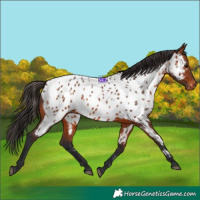 Horse Color:Bay Appaloosa 