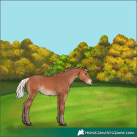 Horse Color:Chocolate Silver Bay 
