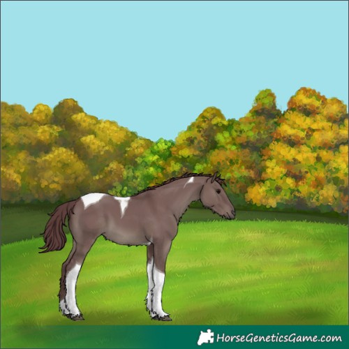 Horse Color:Chocolate Grullo Tobiano 