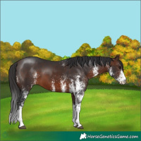 Horse Color:White Spotted Brown 